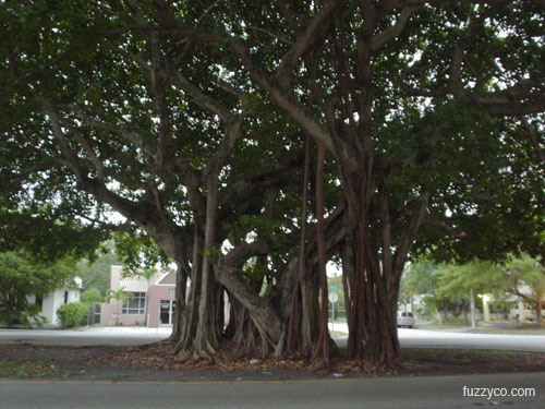 banyan tree