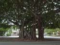 banyan tree