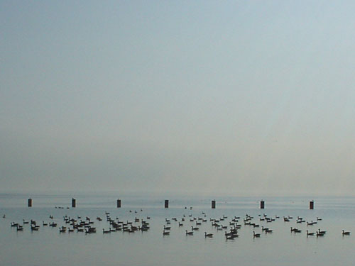 Geese on Lake Michigan