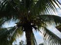 Ob. palm tree